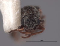 Amecocerus larsoni image
