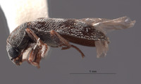 Amecocerus larsoni image