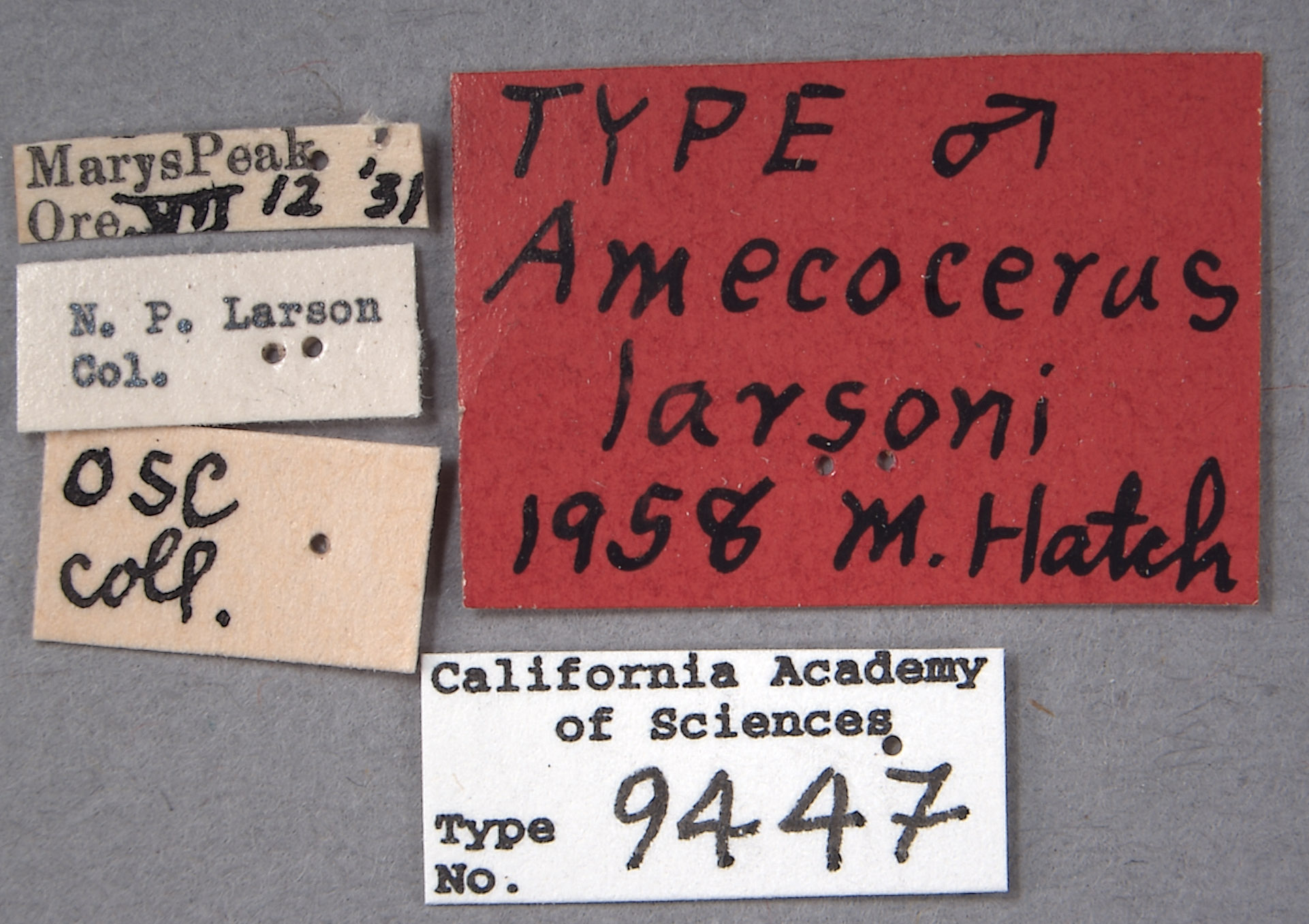 Amecocerus larsoni image