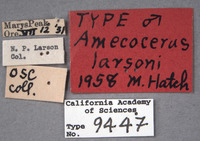 Amecocerus larsoni image