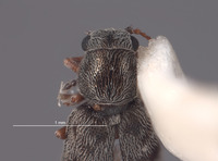 Amecocerus larsoni image