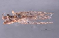 Plega yucatanae image