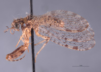 Plega yucatanae image