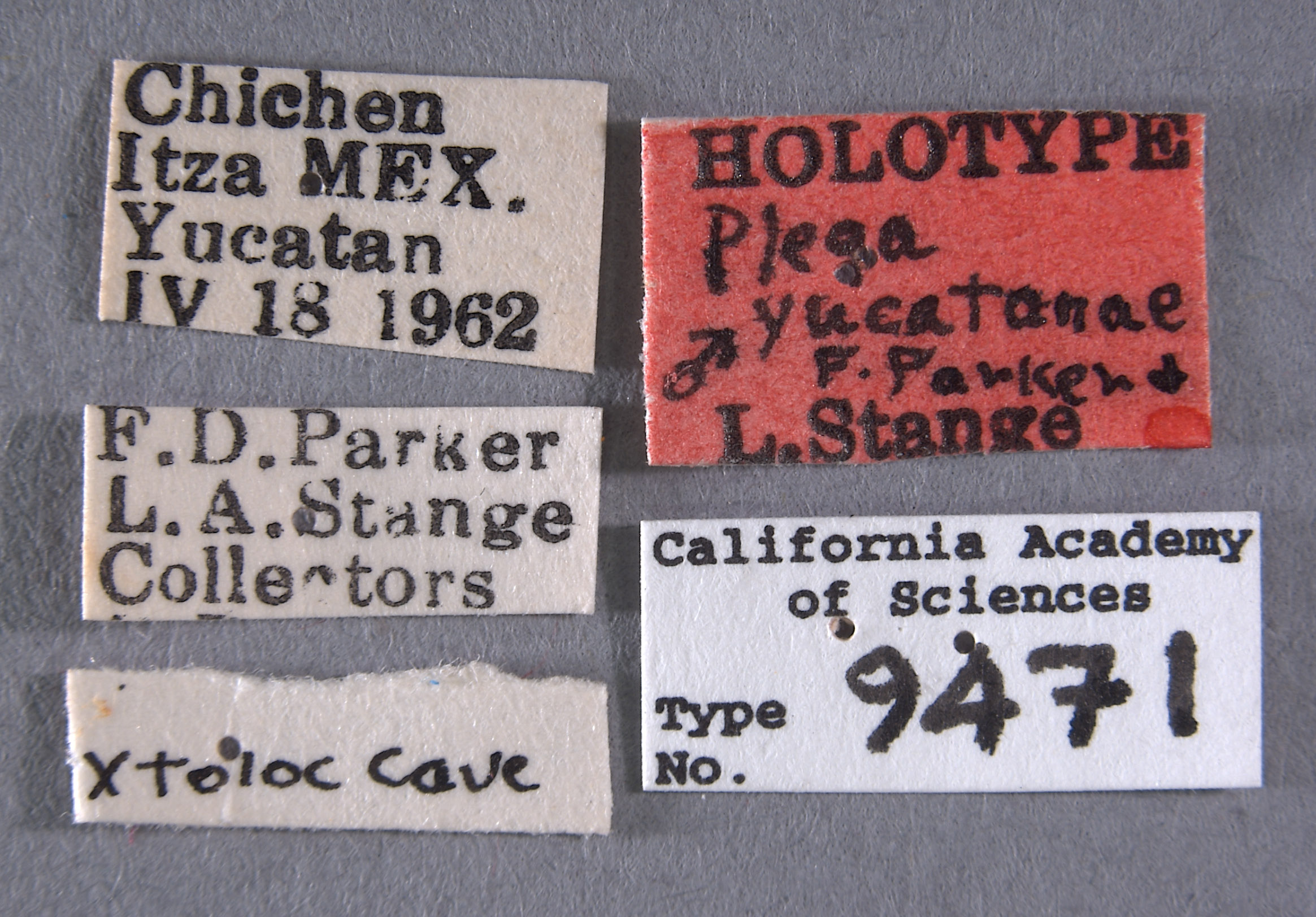 Plega yucatanae image