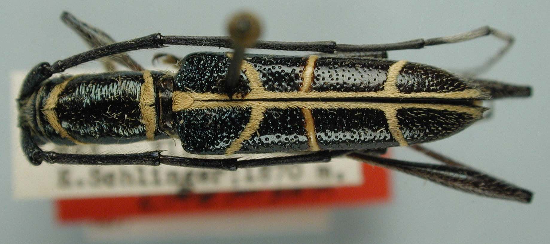 Championa elegans image