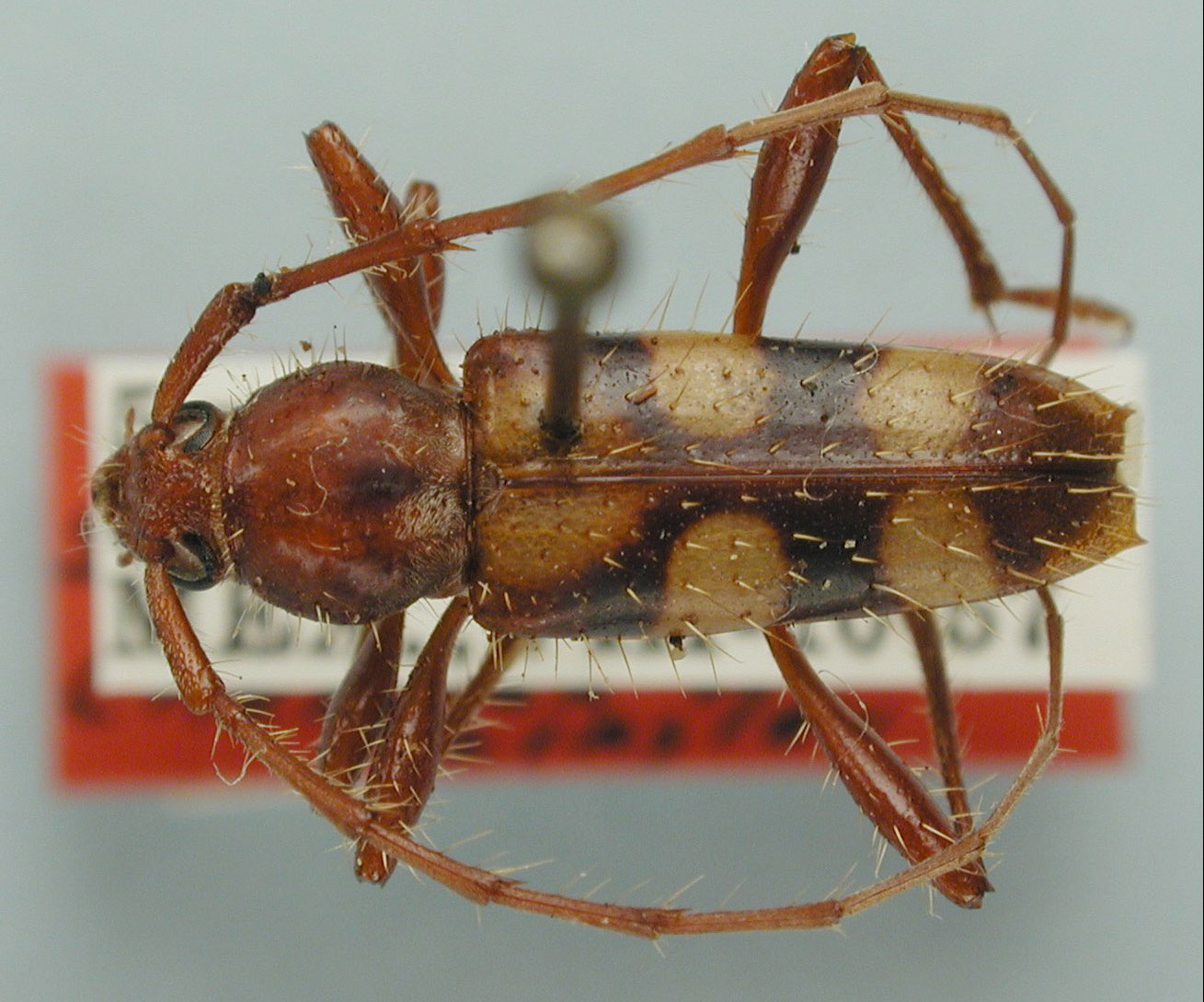 Sphaerionillus castaneum image