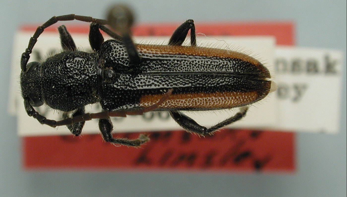 Zagymnus variatus image