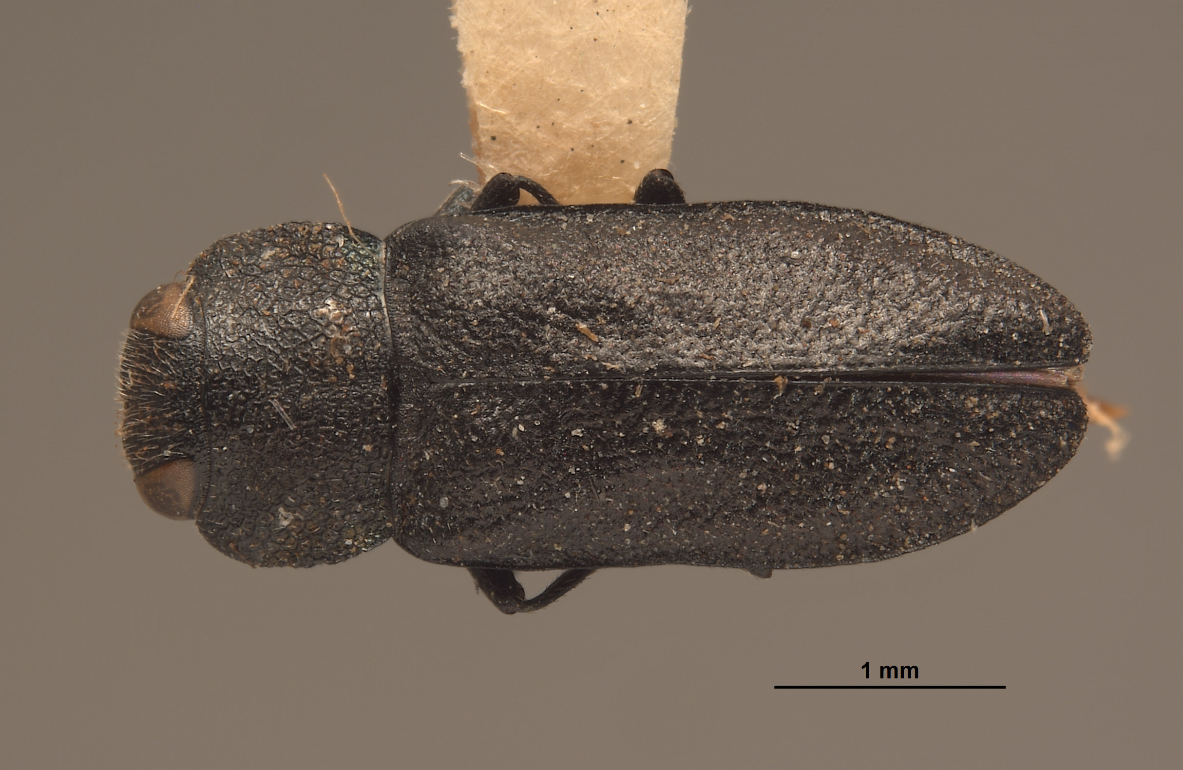 Anthaxia hurdi image