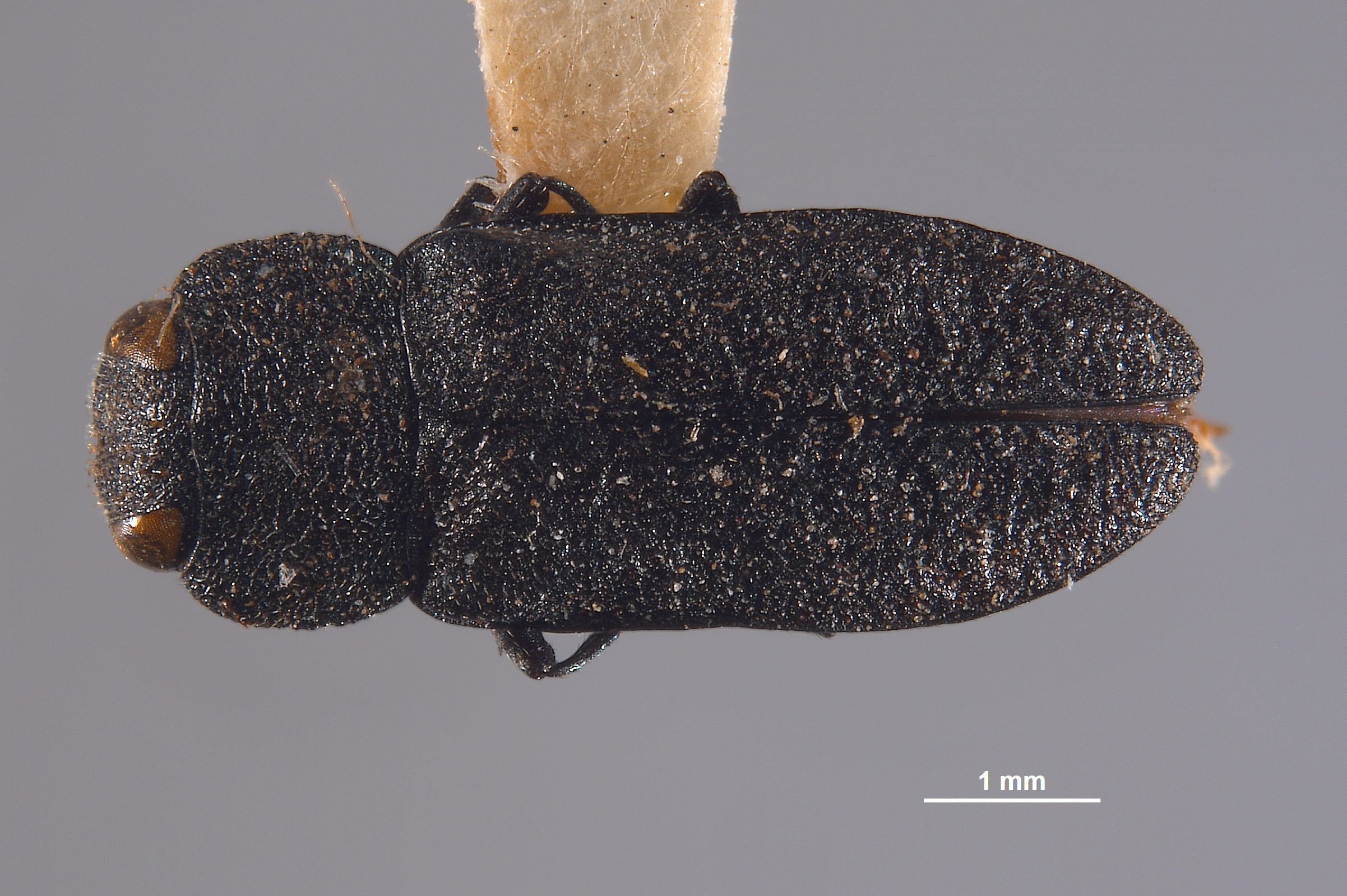 Anthaxia hurdi image