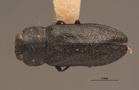 Anthaxia hurdi image