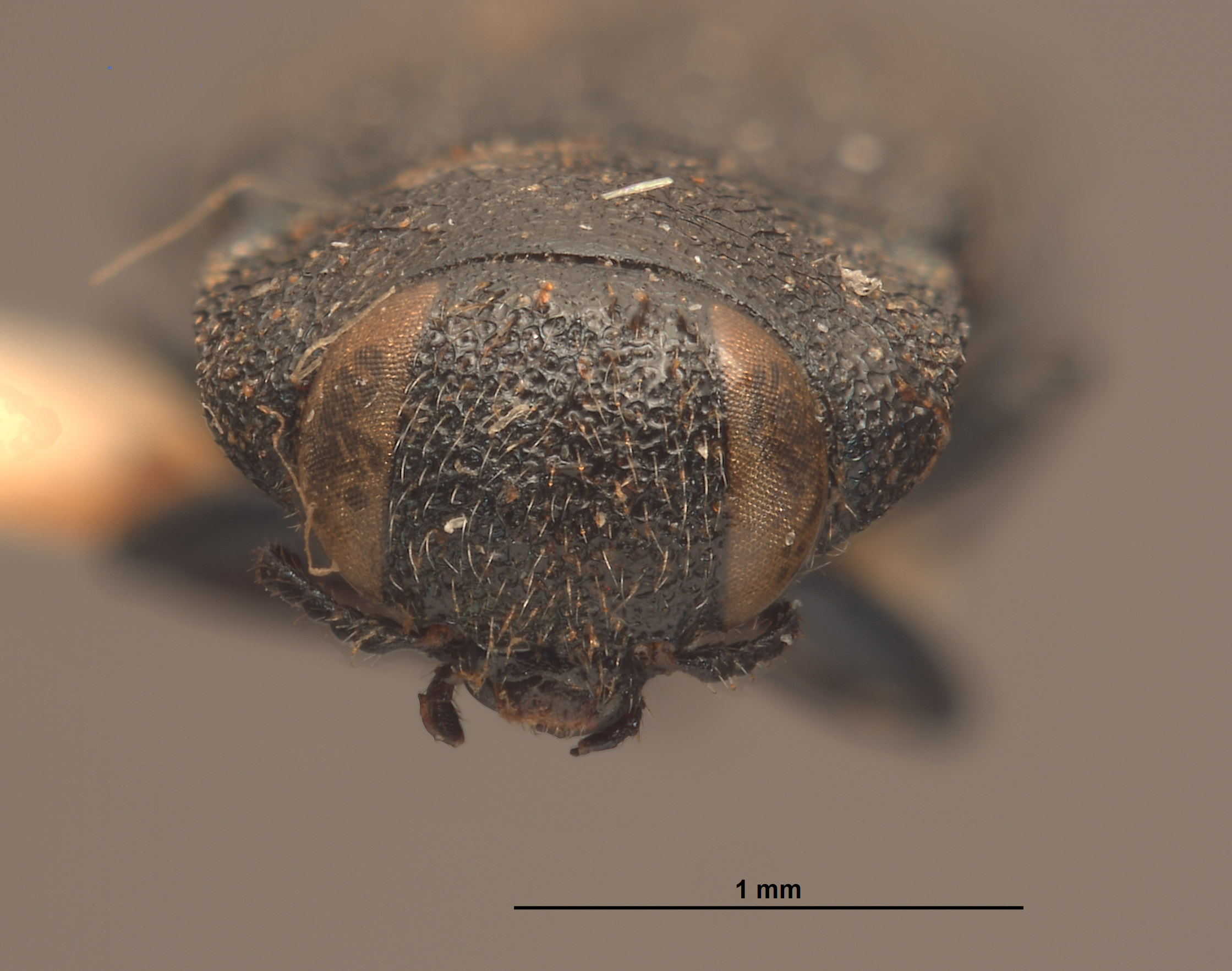 Anthaxia hurdi image