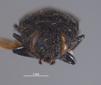 Anthaxia hurdi image