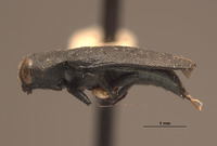 Anthaxia hurdi image