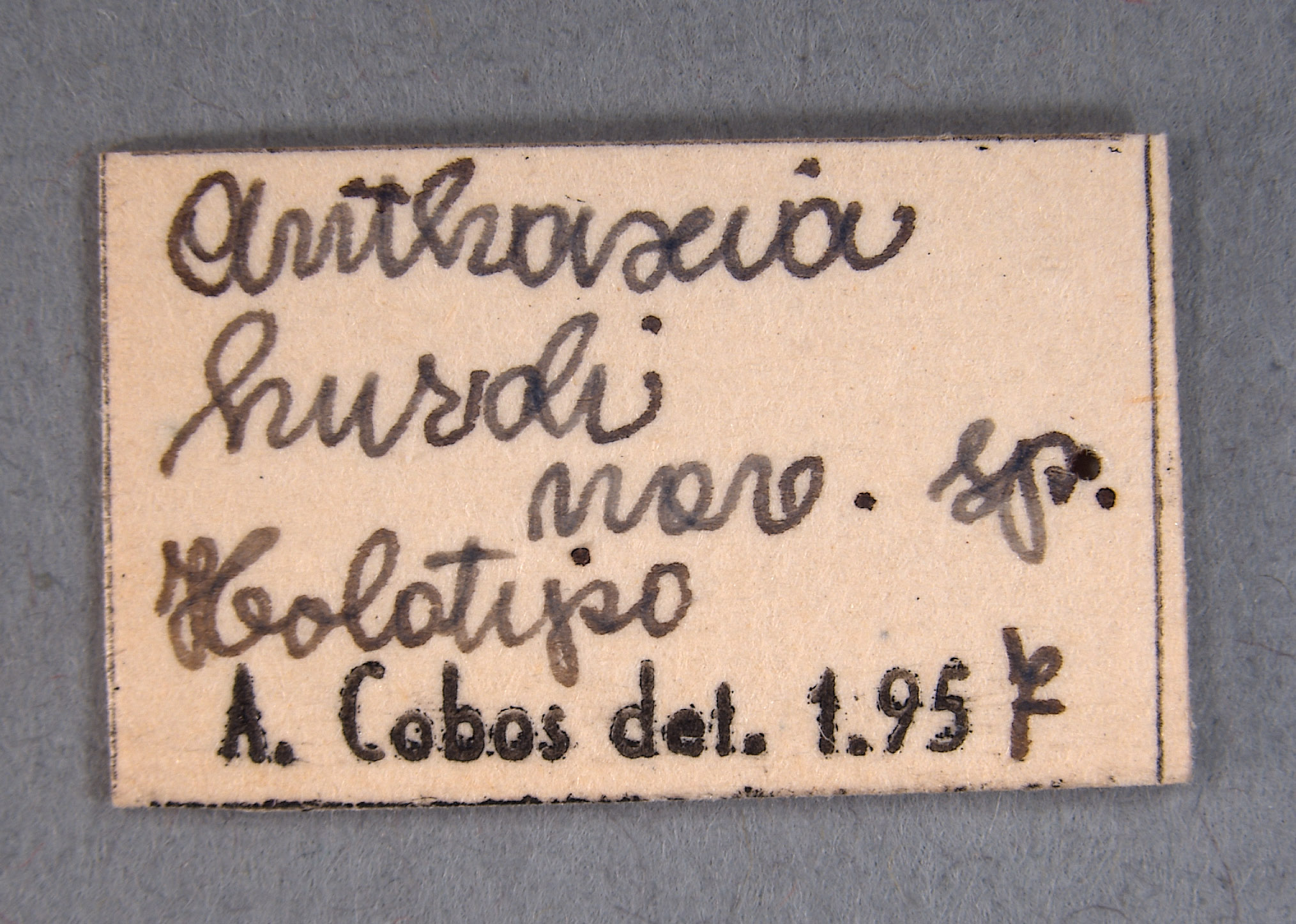 Anthaxia hurdi image