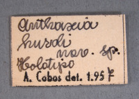 Anthaxia hurdi image