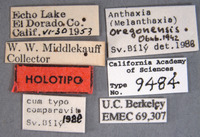 Anthaxia hurdi image