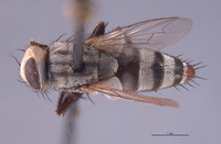 Eumacronychia persolla image