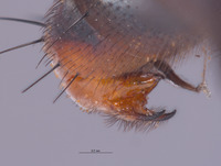 Eumacronychia persolla image