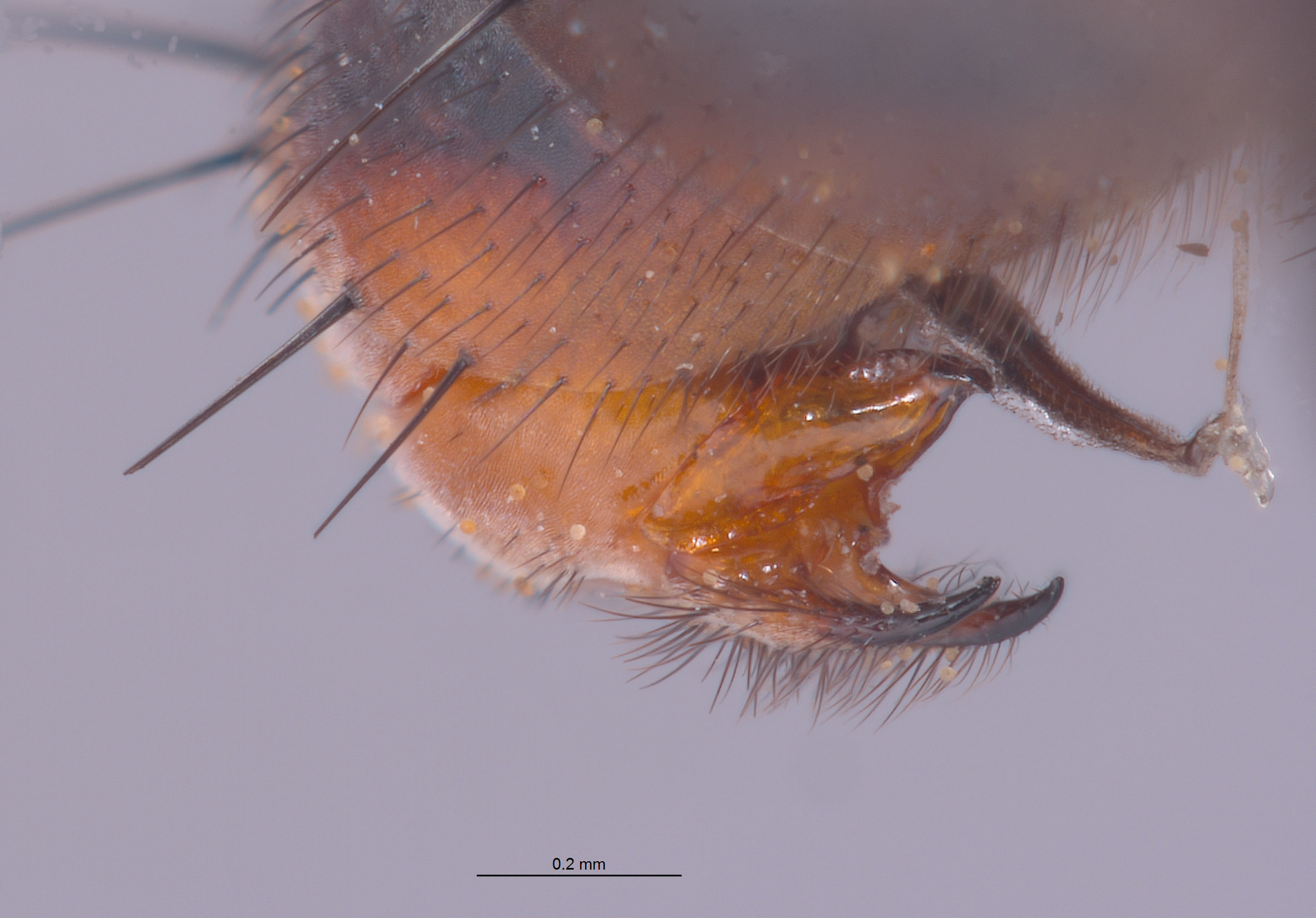 Eumacronychia persolla image