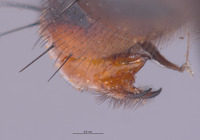 Eumacronychia persolla image