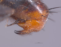 Eumacronychia persolla image