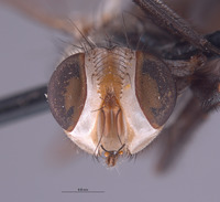 Eumacronychia persolla image