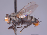 Eumacronychia persolla image