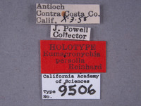 Image of Eumacronychia persolla