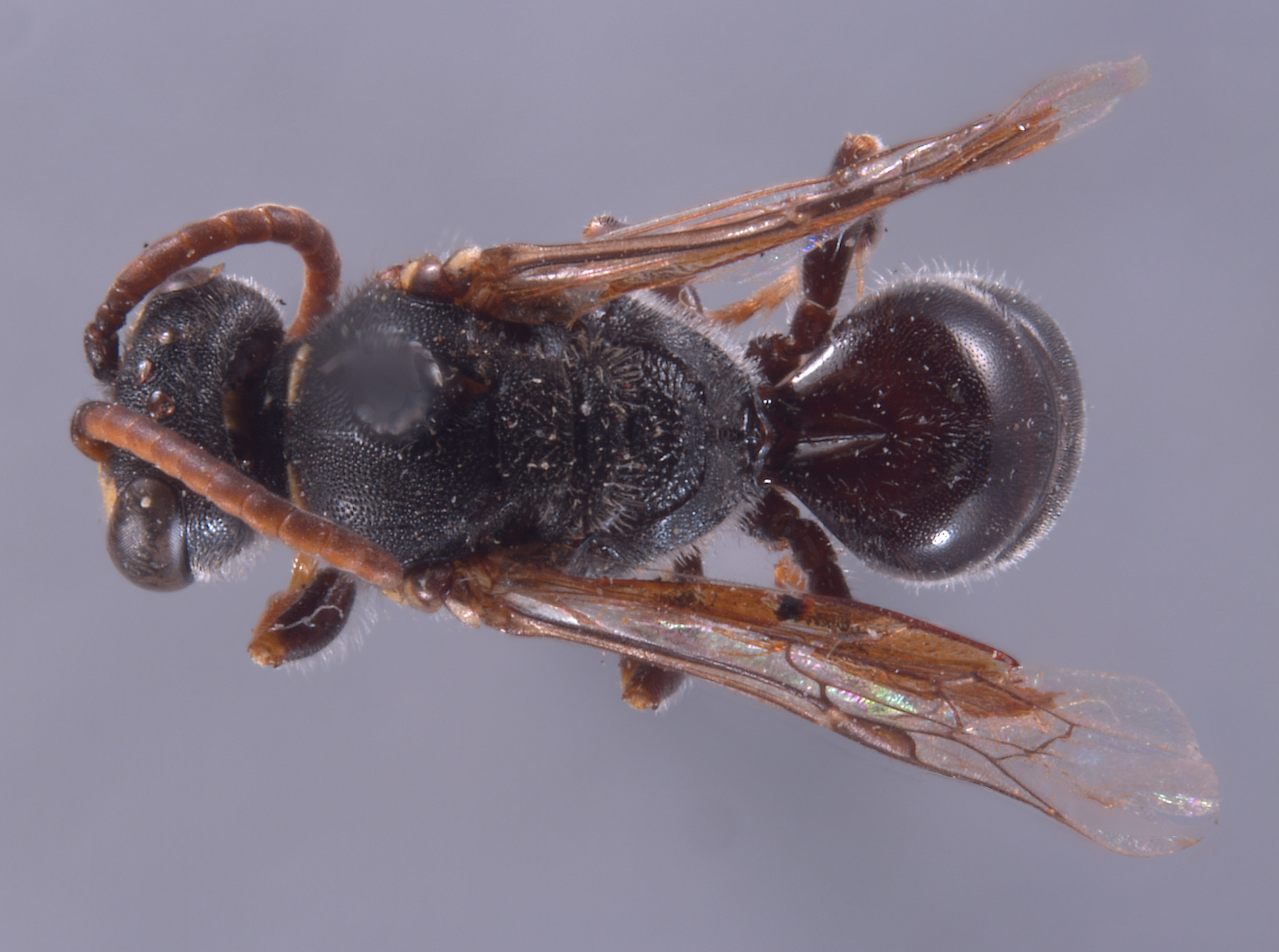 Hylaeus image