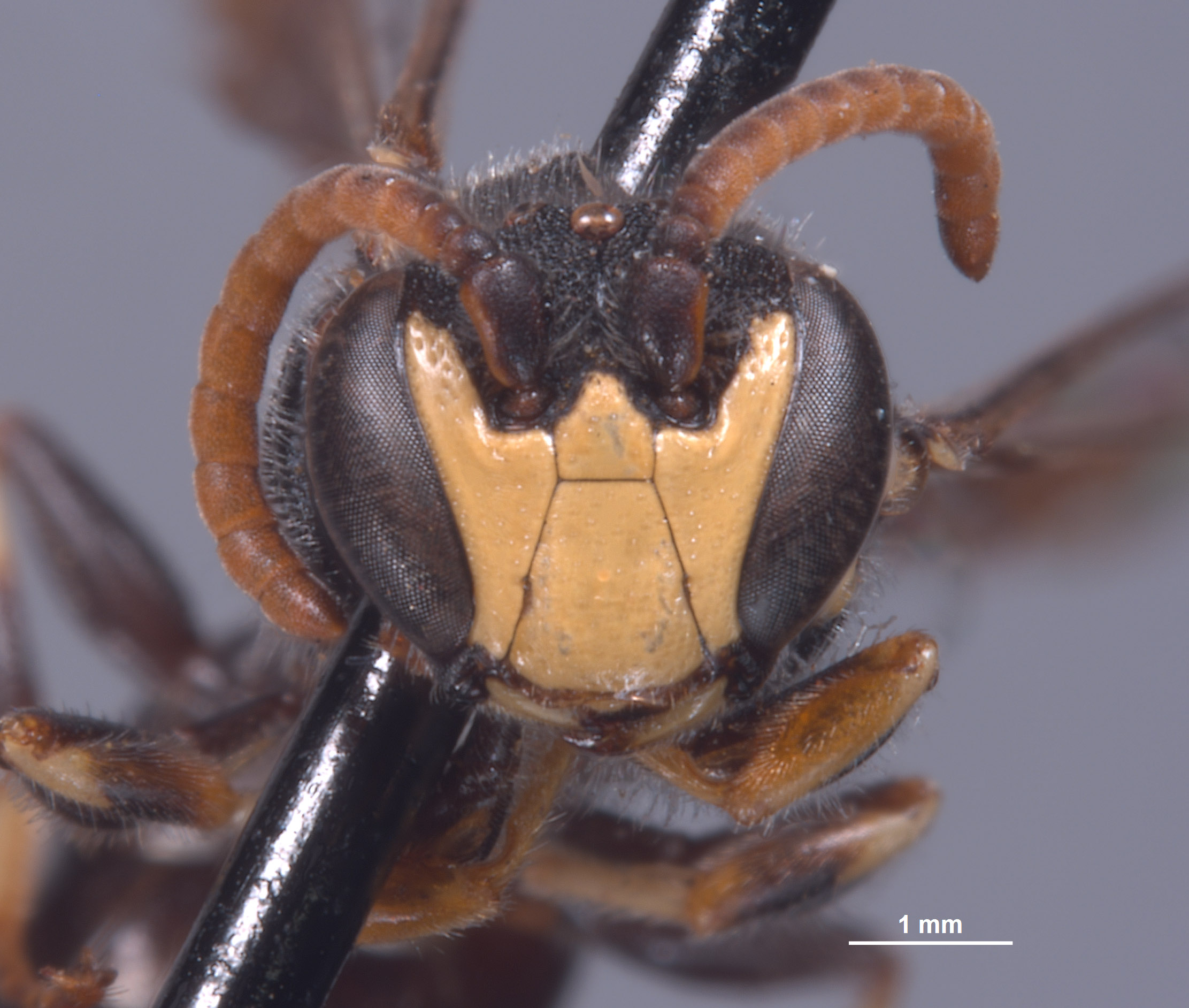 Hylaeus insolitus image