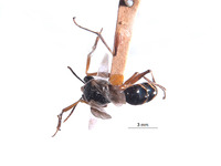 Prodryinus striaticeps image