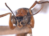 Prodryinus striaticeps image