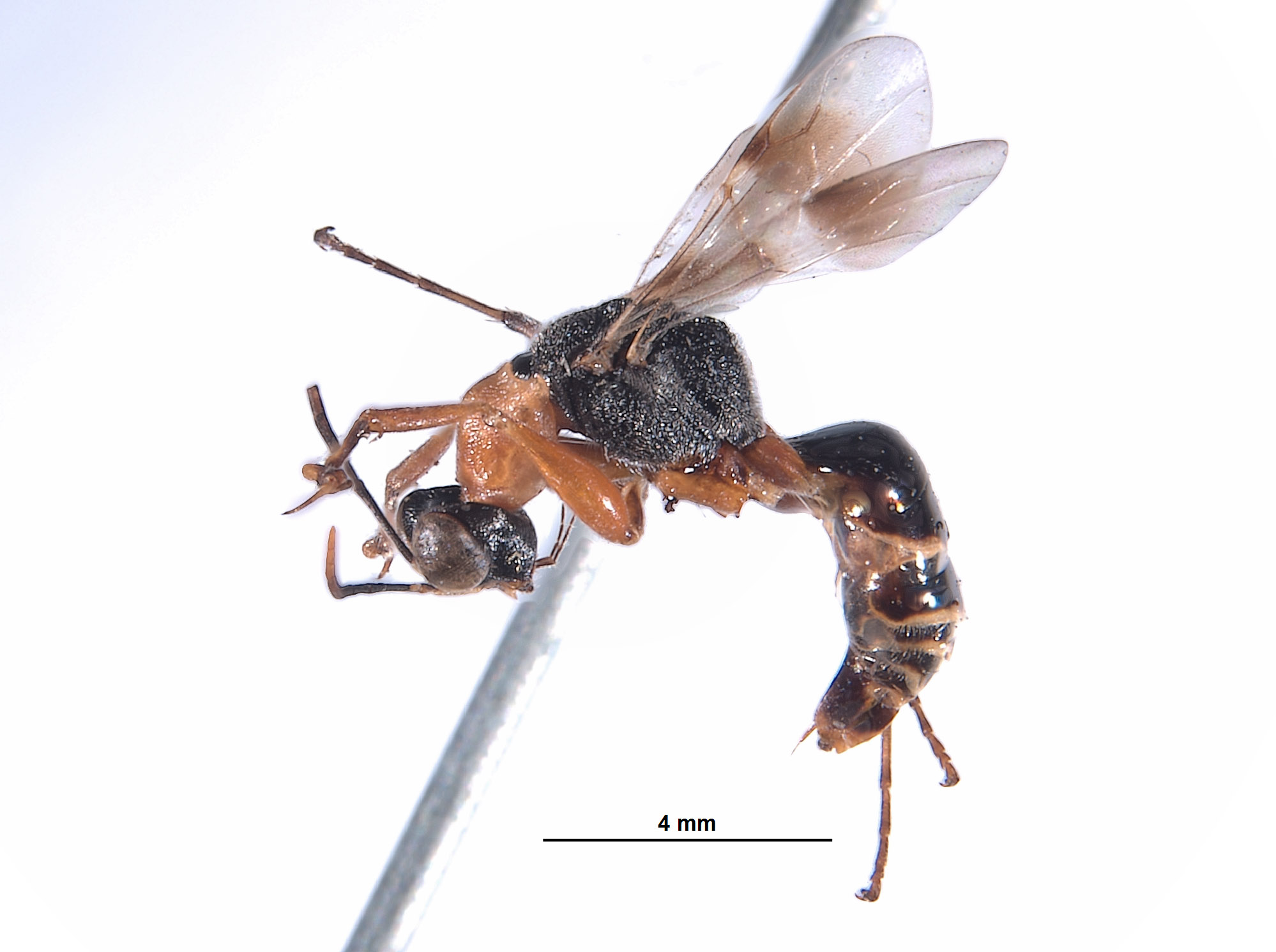 Prodryinus striaticeps image