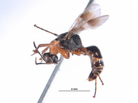 Image of Prodryinus striaticeps