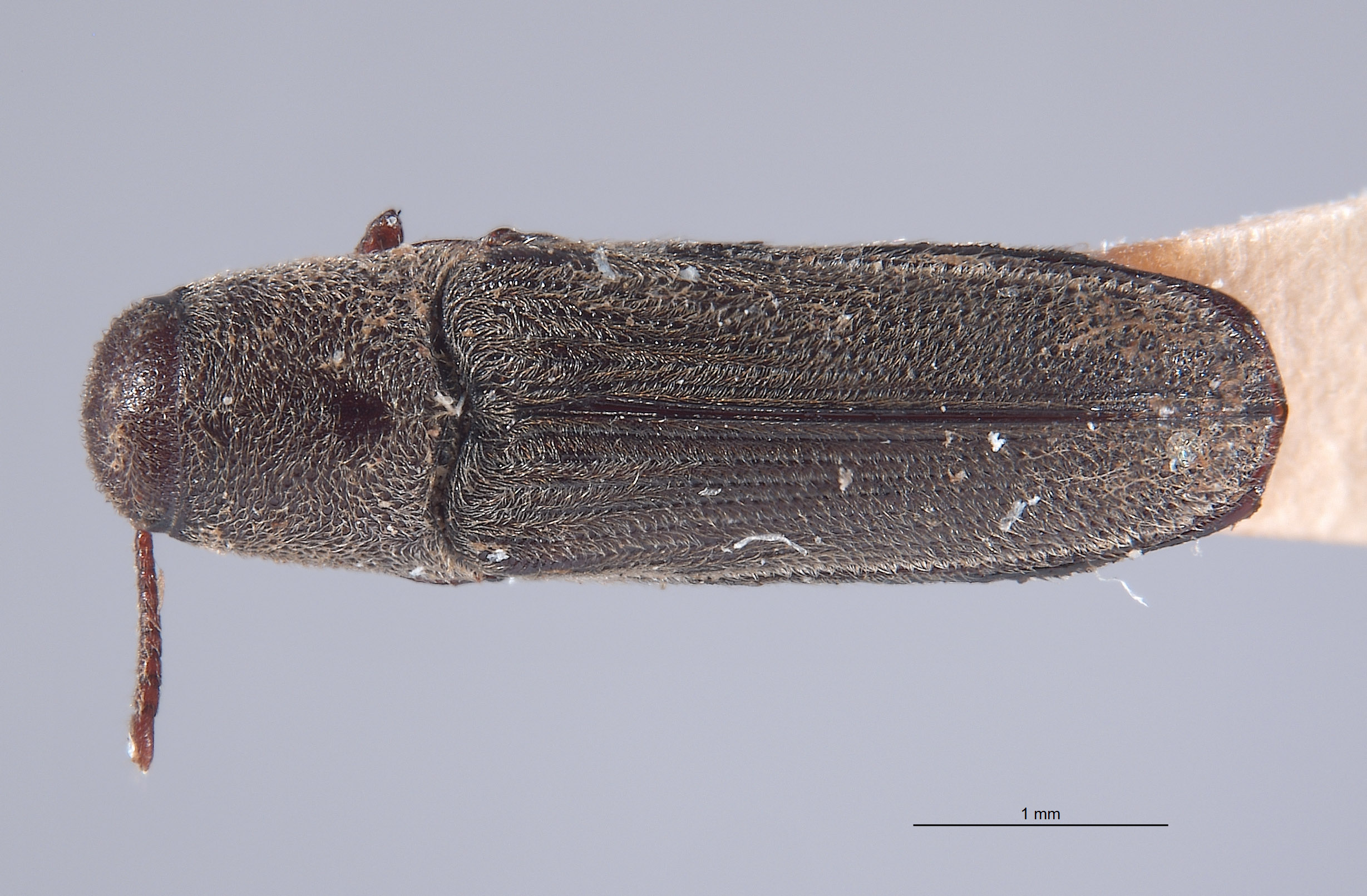 Potergus leechi image