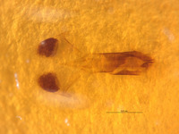 Potergus leechi image