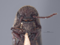 Potergus leechi image