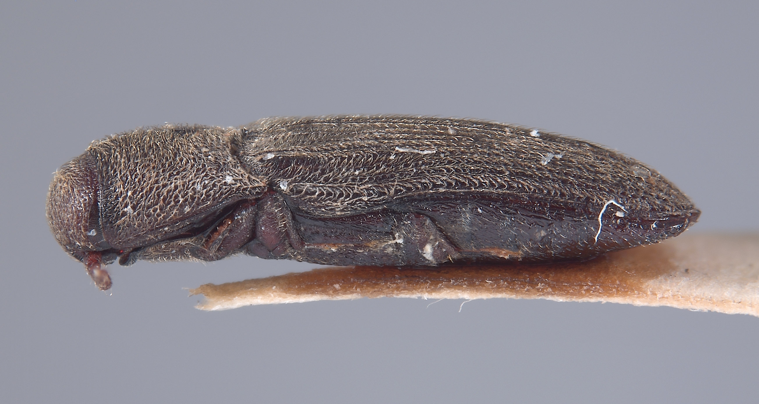 Potergus leechi image