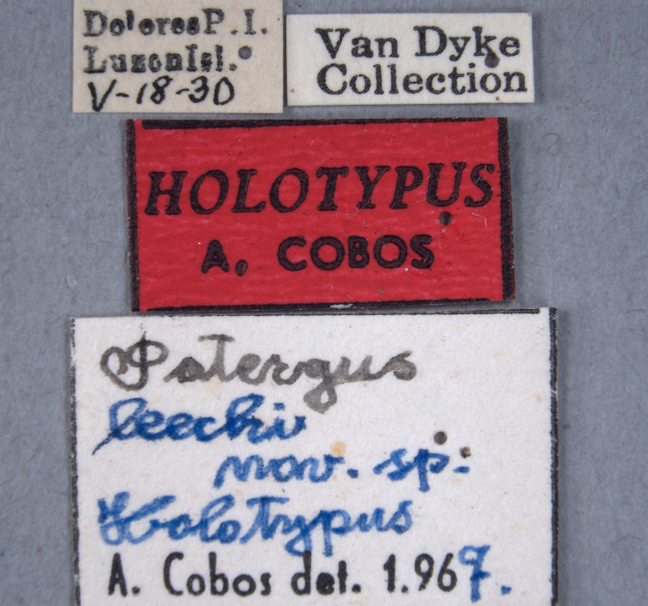 Potergus leechi image