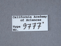 Potergus leechi image