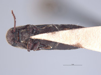 Potergus leechi image