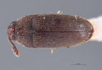 Aulonothroscus nipponicus image