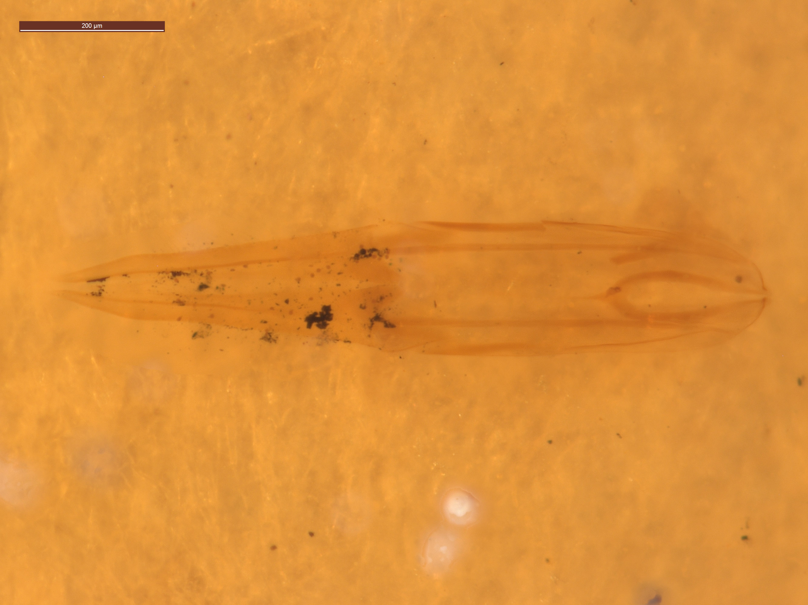 Aulonothroscus nipponicus image