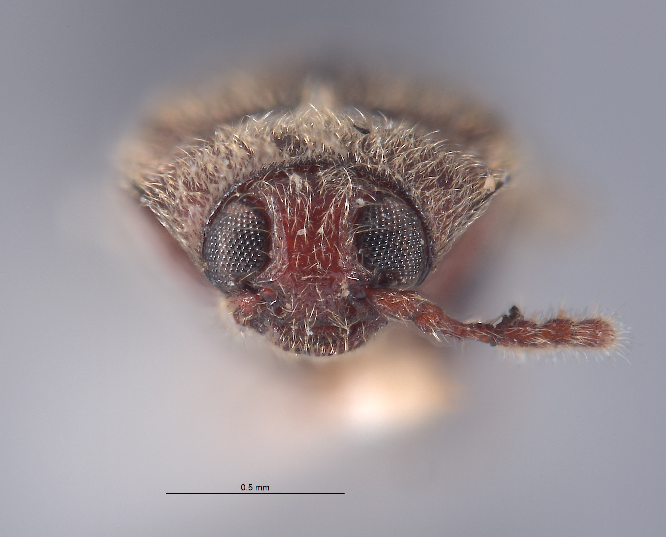 Aulonothroscus nipponicus image