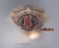 Aulonothroscus nipponicus image