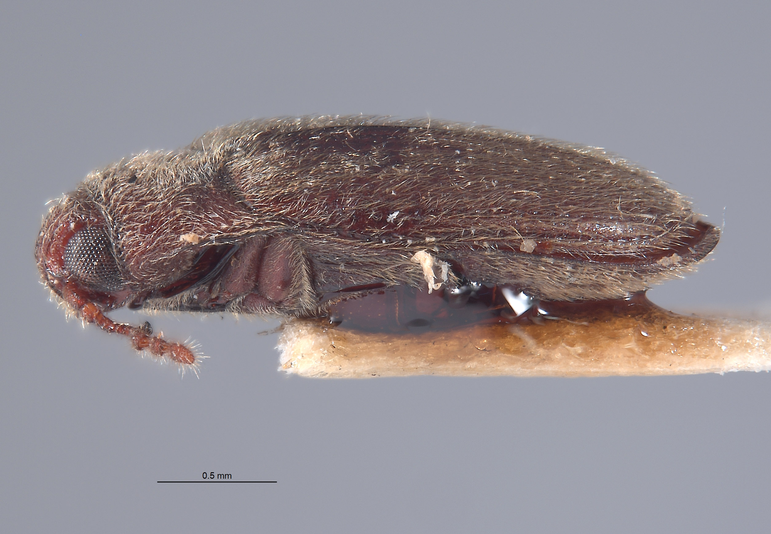 Aulonothroscus nipponicus image