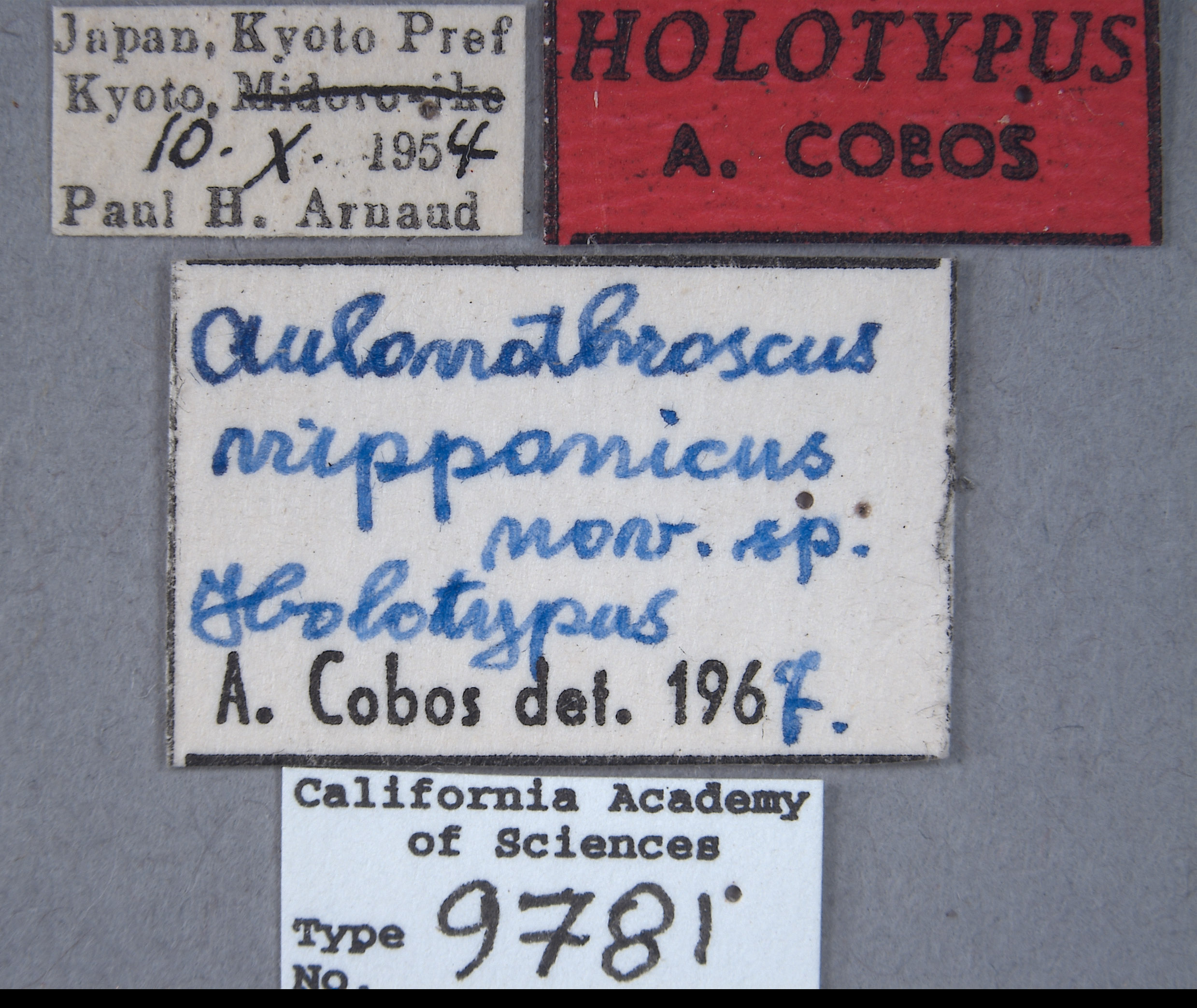 Aulonothroscus image