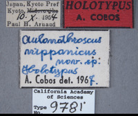 Aulonothroscus nipponicus image