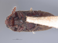 Aulonothroscus nipponicus image