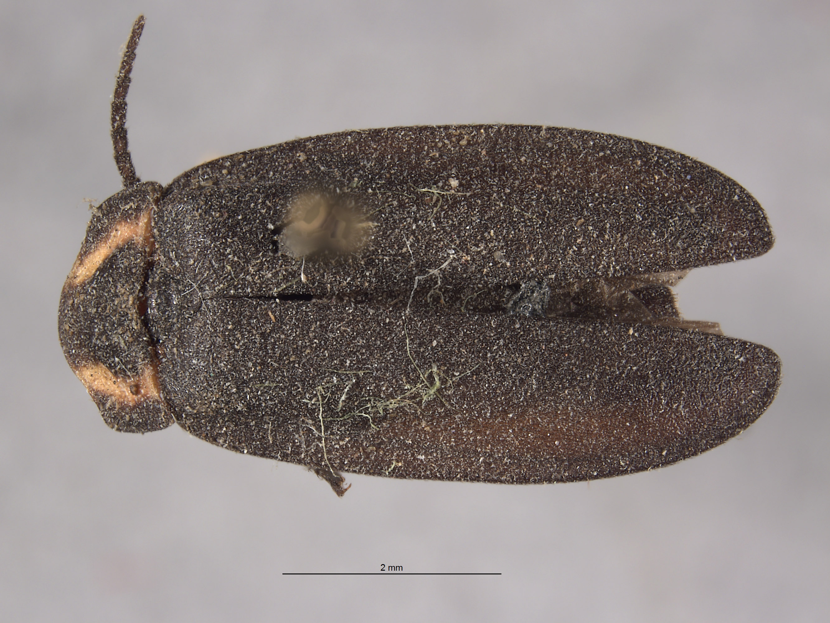 Ellychnia greeni image